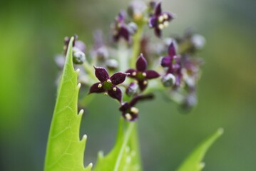 Japanese laurel (Aucuba japonica) flowers. Dioecious Aucubaceae evergreen shade shrub.