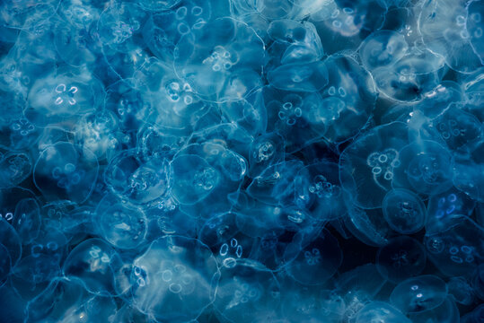 Many small jellyfish Aurelia aurita in Black sea. Crimea