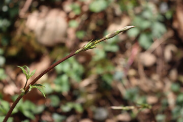 Hop green plants growing in the italian countryside on early springtime. Humulus Lupulus