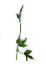 Hop buds isolated on white background, also called in italian Bruscandoli.  Humulus lupulus plants on springtime