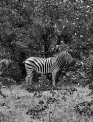 Fototapeta na wymiar Zebras in wild