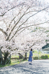 春の公園で満開の桜を見る女性
