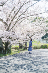 Obraz premium 春の公園で満開の桜を見る女性