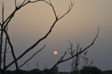 luna tra gli alberi