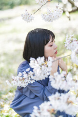 Fototapeta premium 桜満開の中を散策する女性