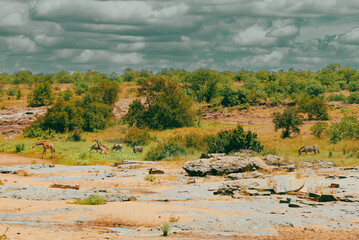 Tree in the savanna