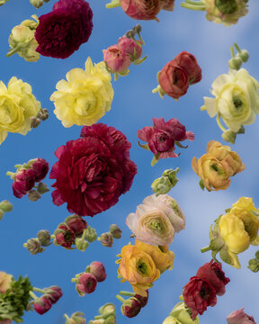 Abstract still life pattern of ranunculus flowers on mirror reflecting the blue sky