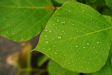 水滴がついた葉っぱ