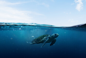sea turtle swimming in blue seas and sky