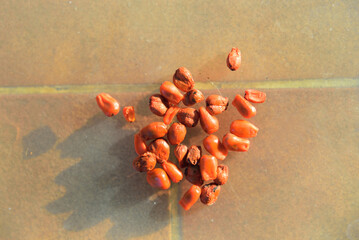 Seed of Colocasia gigantea on the plate