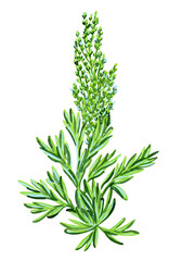 Wormwood herb, Artemisia capillaris, vegetable UV filter, watercolor botanical illustration, isolated on white