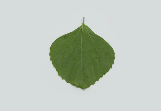 Indian Nettle, leaf, back side view Indian Acalypha (ACALYPHA INDICA) leaf medicinal uses. From treating cold, cough and skin. with white background