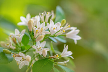 Pretty Orange jessamine flowers in bloom