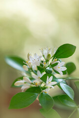 Pretty Orange jessamine flowers in bloom