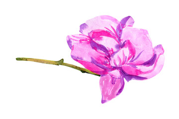 Obraz premium Watercolor pink magnolia flower on a branch, drawing isolated on white