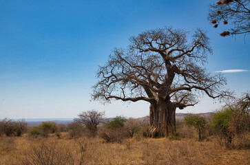 African baobab, Adansonia digitata, in the landscape of Tsavo National Park in Kenya.