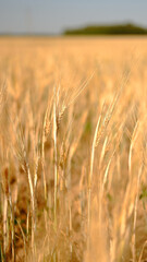 Beautiful landscape field on a summer day. Rural scene. Close up of wheat ears, field of wheat