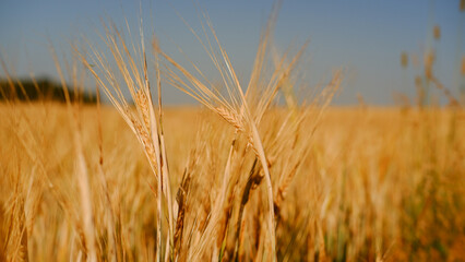 Beautiful landscape field on a summer day. Rural scene. Close up of wheat ears, field of wheat