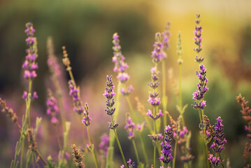 Lavender beautiful flowers