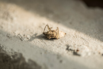 spider on the ground