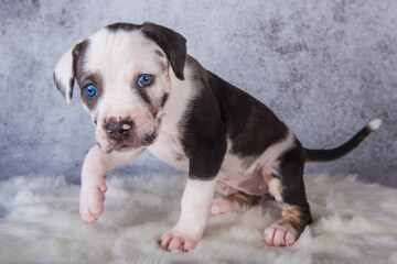 Louisiana Catahoula Leopard Dog puppy sitting on gray