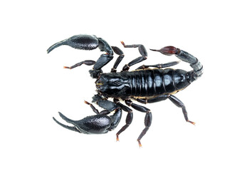 Emperor Scorpion, Pandinus imperator, of white background.