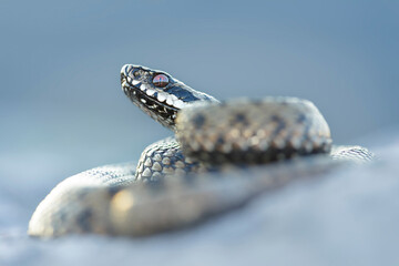 Common adder (Vipera berus) in defensive posture