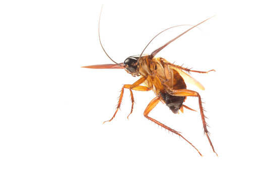 Cockroach Isolated On White Background. Cockroaches Are Flying Insects And Cockroaches Are Also Carriers Of Human Pathogens. Side View