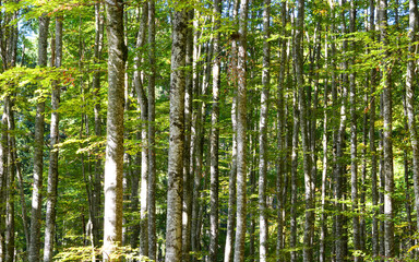 sunbeams illuminate the colors of the forest in spring