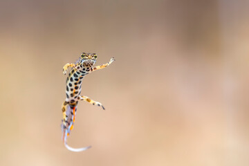 Male common newt (Lissotriton vulgaris) in breeding colors