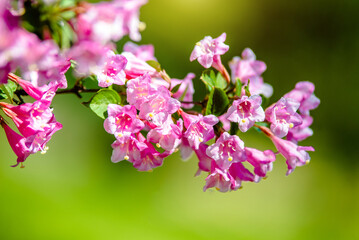 pink weigela blooms in the Botanical garden
