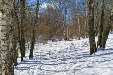 Fototapeta premium The path on the slope of the ravine in the snowy forest.