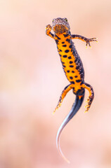Male great crested newt (Triturus cristatus) in breeding colors