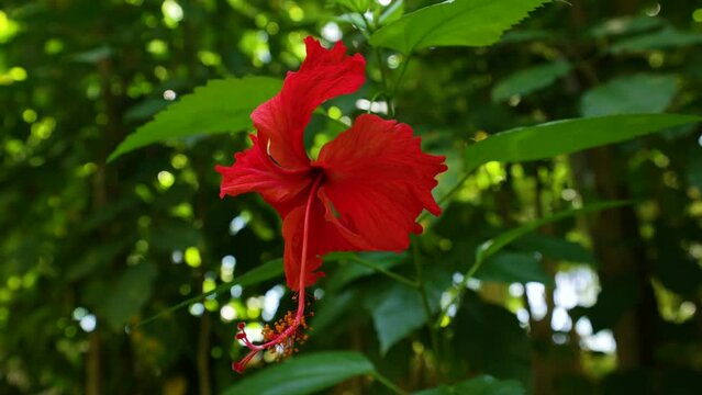 Hibiscus flower blooms. The bud opens and blooms into a large red flower. Time lapse of a blooming red hibiscus flower. Detailed macro time lapse of a blooming flower. Hibiscus bloom. Springtime. 4k