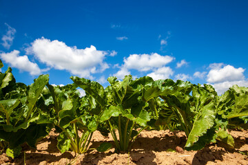 Fototapeta na wymiar agricultural field with growing sugar beet for the production of sugar