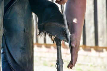 Horse having their feet trimmed by a farrier. 