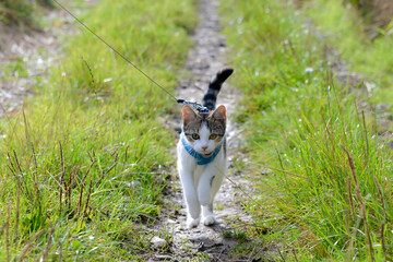 Cat walking on a lead in the UK 