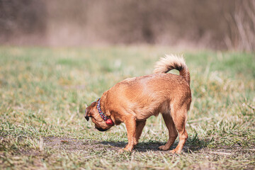 Small brown dog walking in a field. Little mongrel doggy on a sunny morning in a withered meadow in spring. Selective focus on the details, blurred background.