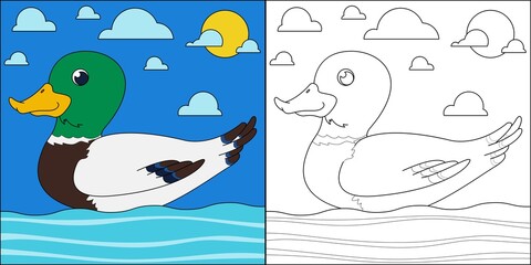 Mallard duck swimming suitable for children's coloring page vector illustration