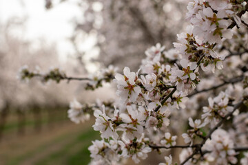 Fototapeta premium Almendro en estado de floración en primavera
