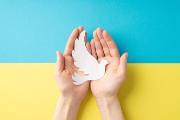 Stop the war in Ukraine concept. Top overhead view photo of young woman's hands holding white pigeon on the palms over national flag