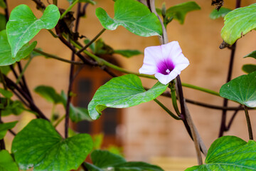pink flower in the garden