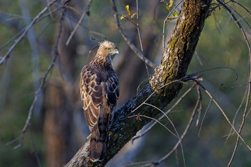 Crested Hawk Eagle (Nisaetus cirrhatus) sitting on a branch in Bandhavgarh National Park in India
