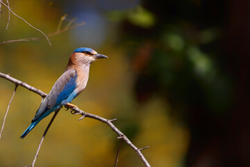 Indian roller (coracias benghalensis) sitting on a branch in Bandhavgarh National Park in India