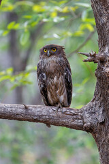 Brown Fish Owl (Ketupa zeylonensis) sitting in a tree in Tadoba National Park in India