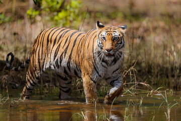 Fototapeta na wymiar Tiger going carefully in the water of a small lake in Bandhavgarh National Park in India