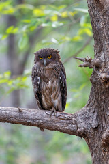 Brown Fish Owl (Ketupa zeylonensis) sitting in a tree in Tadoba National Park in India