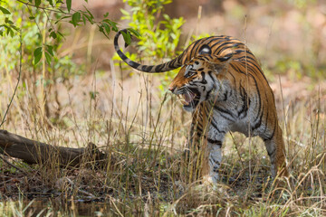 Tiger going carefully in the water of a small lake in Bandhavgarh National Park in India