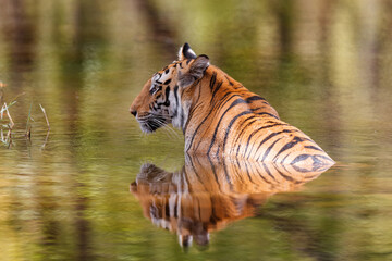 Fototapeta na wymiar Tiger going carefully in the water of a small lake in Bandhavgarh National Park in India