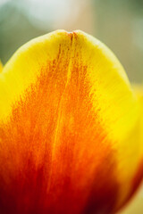 Macro tulip petal